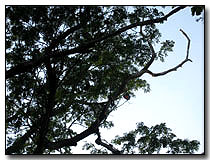 Mangalavanam bats